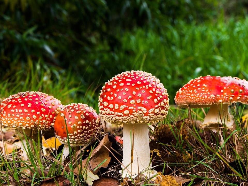 Prevenzione delle intossicazioni da funghi